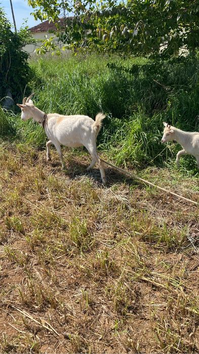 Cabras e chivo raça grande