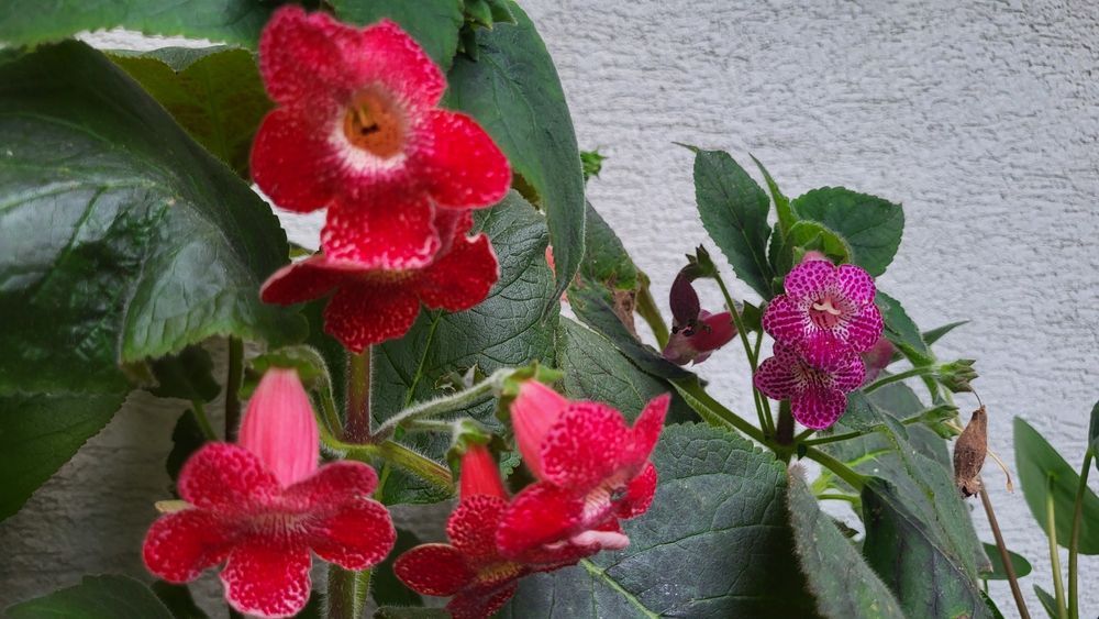 Kohleria Sciadotydea  Warszawa