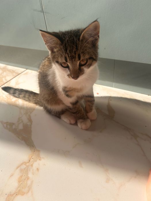 Віддамо котенят в добрі руки