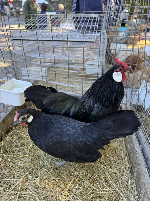 Faisoes dourados e prateados