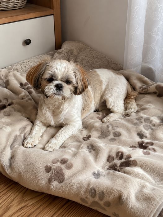 Shih tzu suczka 7mies