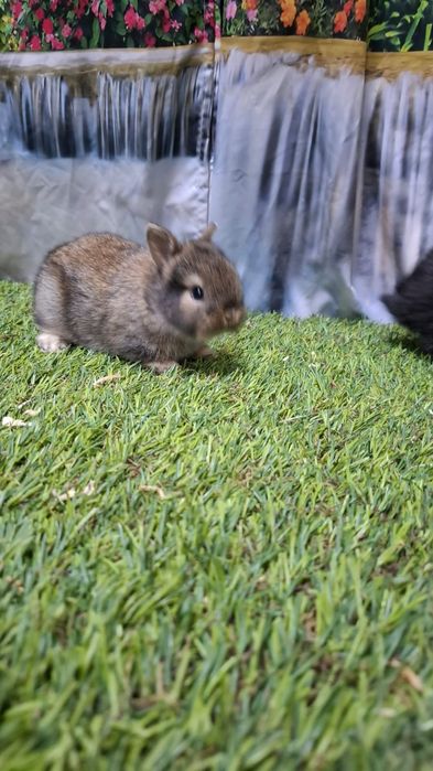 Vendo coelhos anões mini lop e holandês anão.