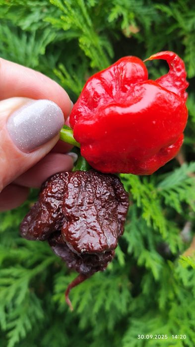 Carolina Reaper надгострий перець
