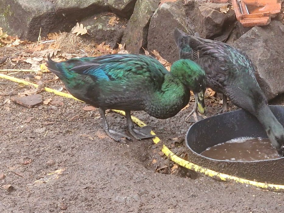 Ovos de pata de raça cayuga