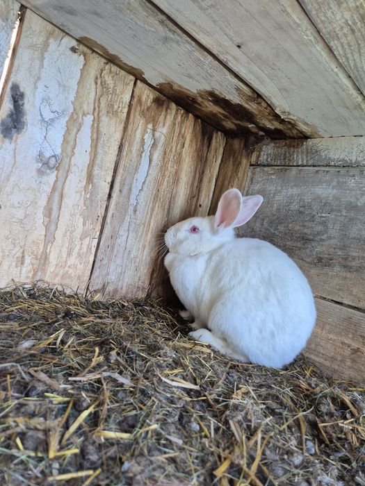 Samice nowozelandzkie i termondzkie