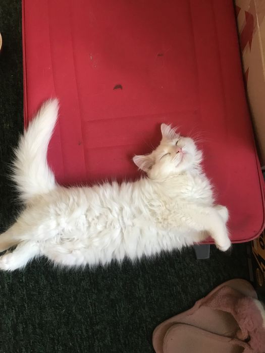 Отдам кота в хорошие руки