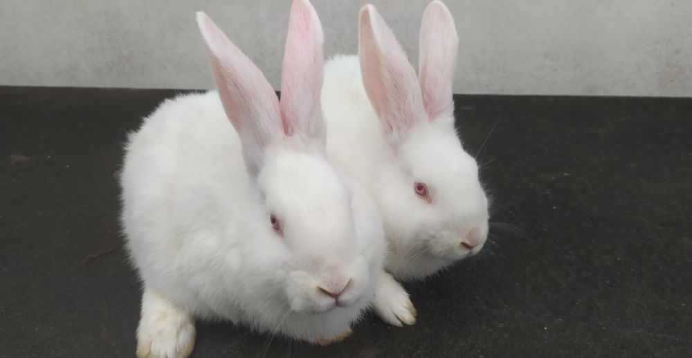 Кролі термони білі різного віку.