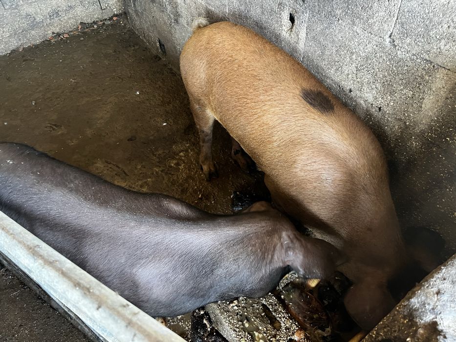 Duroc porco 1 macho 2 femeas