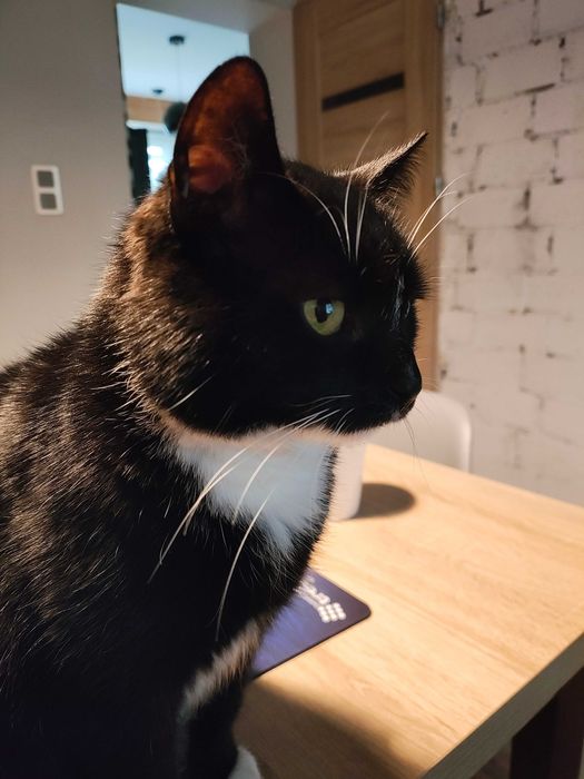 Zaginęła kotka czarno biała