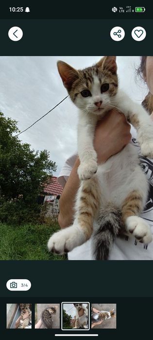 Oddam kota w dobre ręce