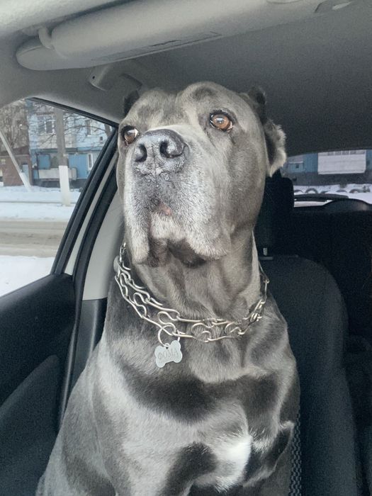 Вязка Кане-корсо