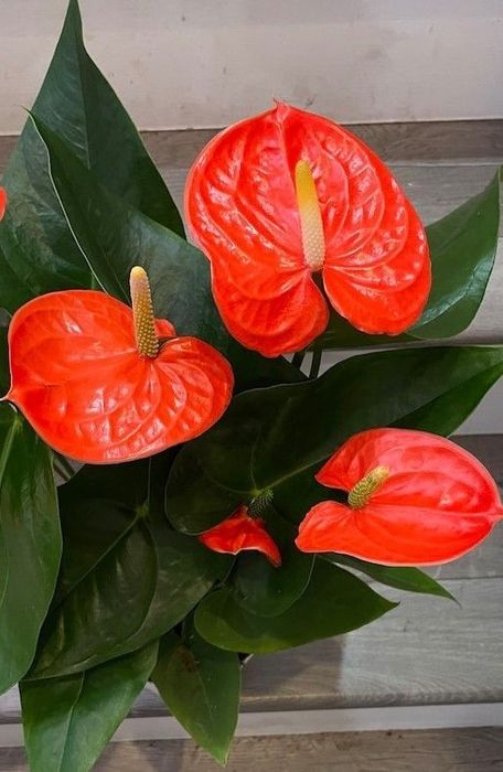 Антуриум Оранжевый Принц