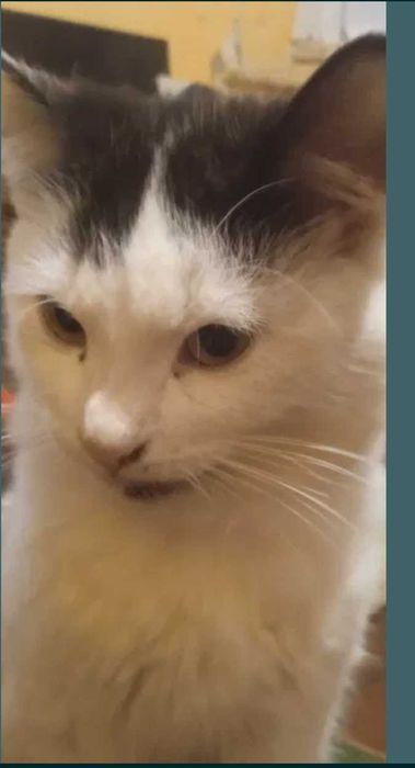 Котики добрі руки