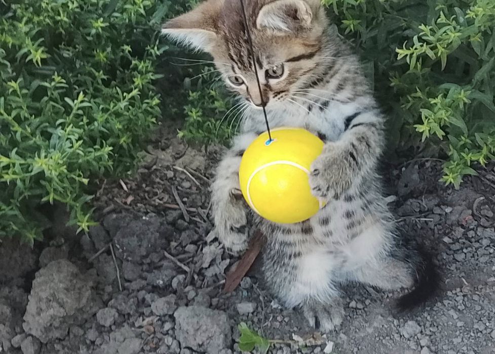 Маленькі кошенята