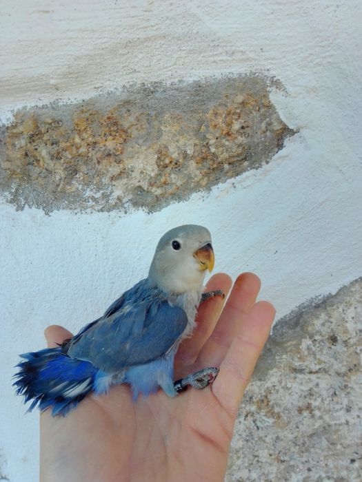 Agapórnis Domesticados