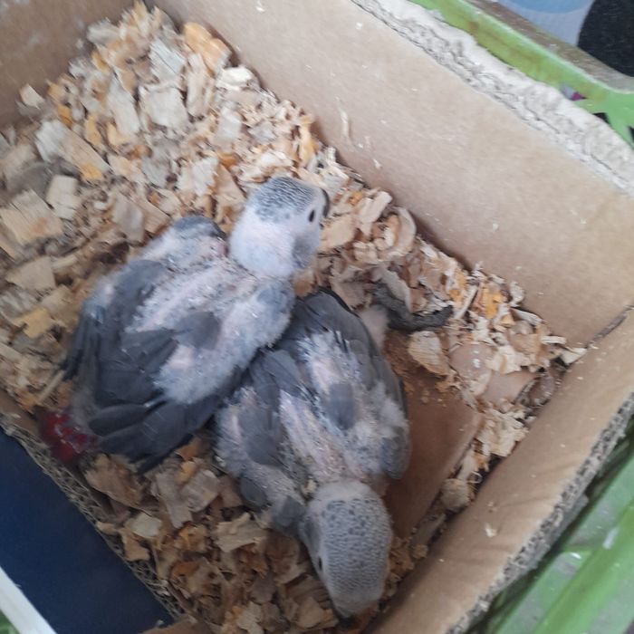 Papagaio cinzento para criar à mão