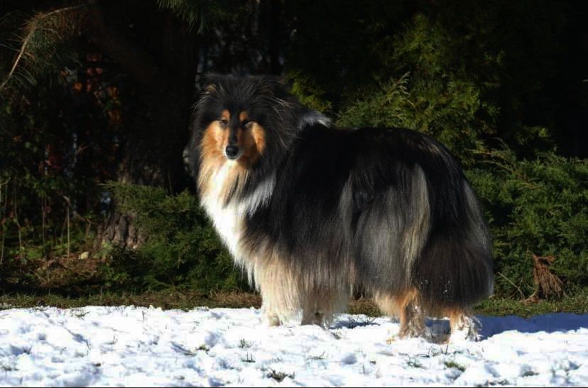 Owczarek szkocki długowłosy ZKwP/ FCI