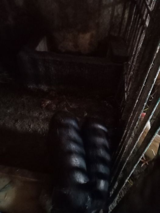 Поросята парка вєтнамські 3 місяця