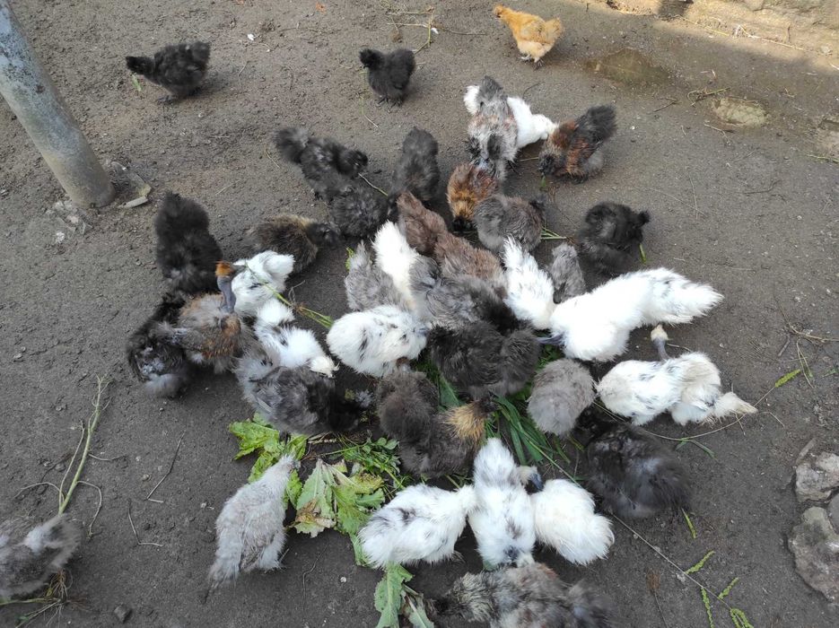 Продаю молоді курі китайські шовковисті вік 4 міс ціна 400 грн