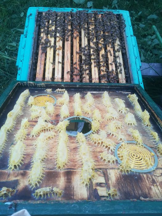 Rodzina pszczela, odkład, Sypaniec, silne, leczone