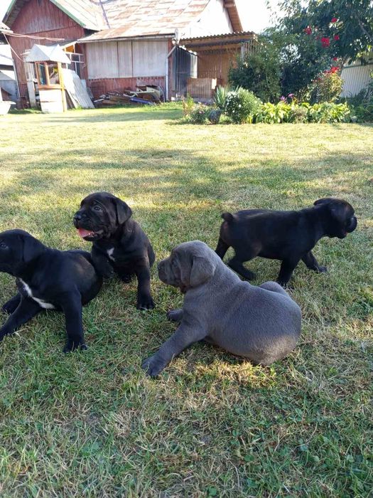 Цуценята Кане корсо