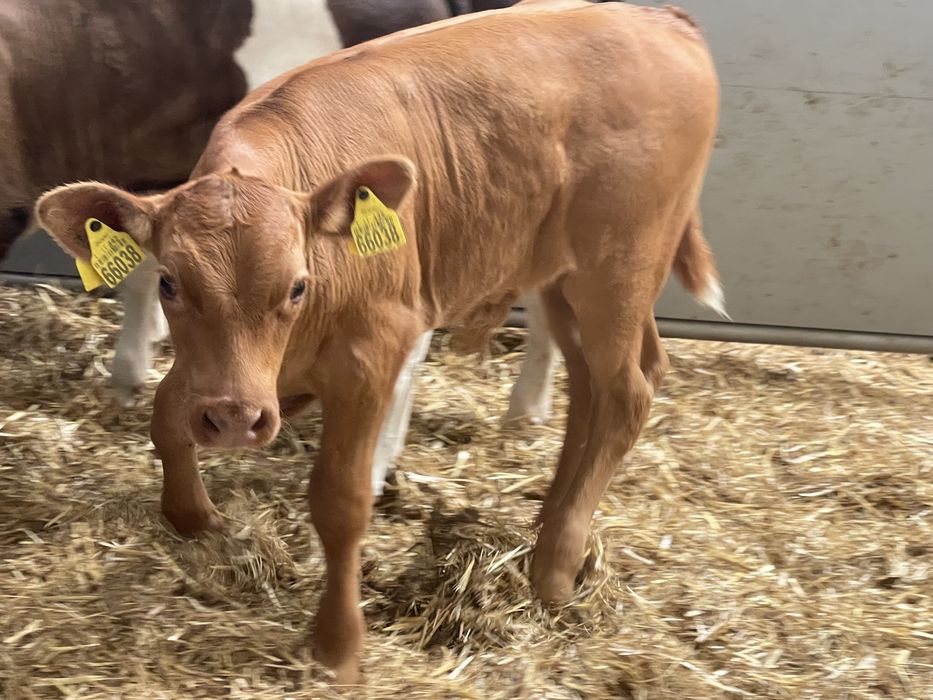 Sprzedam cielaki mięsne i samodzilne