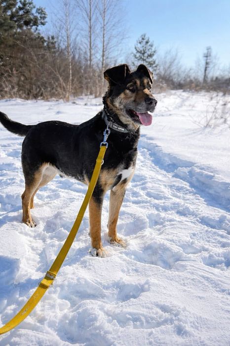 Piesek Borysek szuka domku