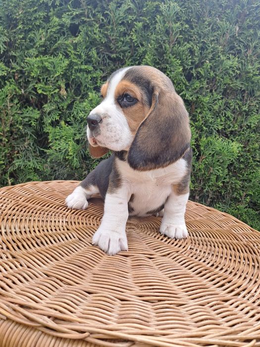 Śliczny piesek beagle z rodowodem.