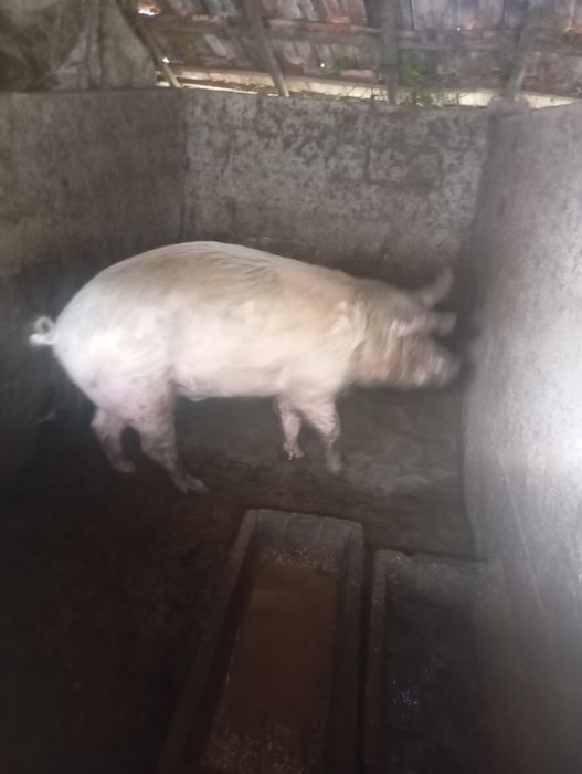 Porco  com 1 ano  caseiro