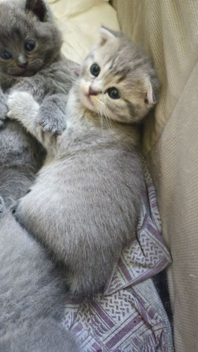 Шотландські кошенята