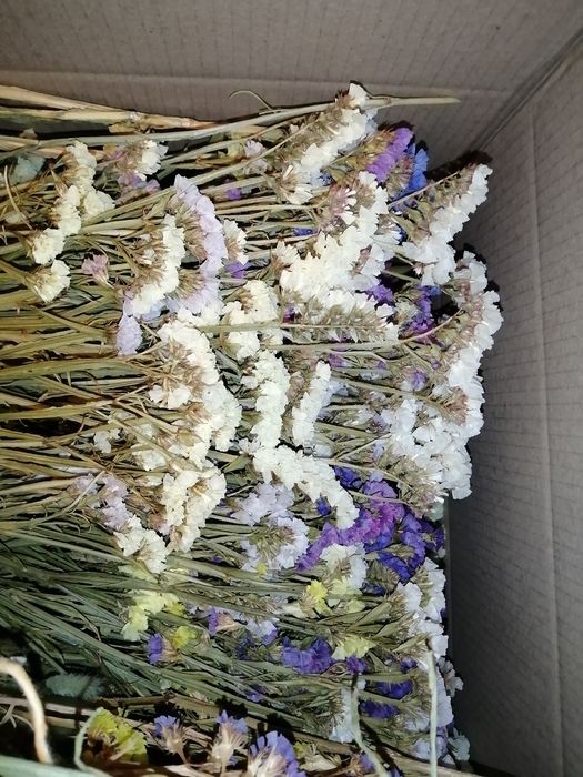 Продам сухоцвіти для творчості