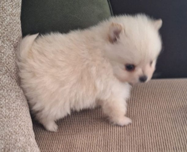 Spirz Lulu Anão Alemão Branco Lulu  da  pomerânia  Alemão  Anão