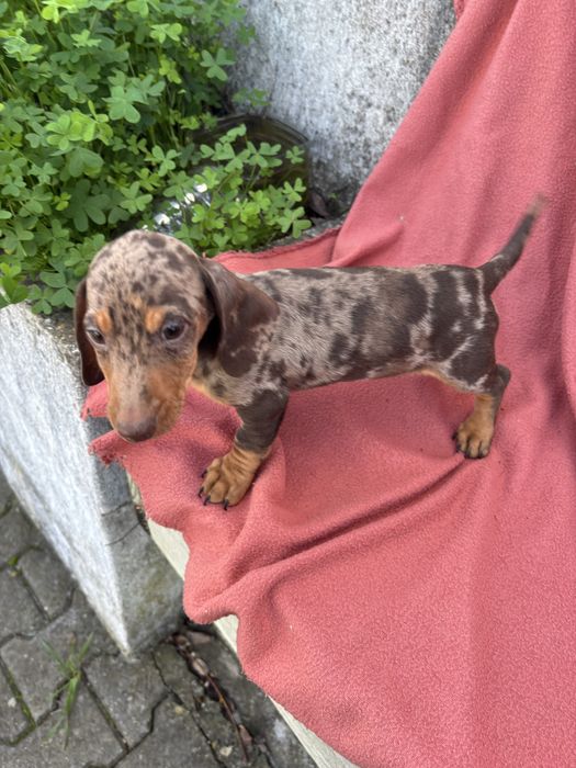 Teckel macho miniatura