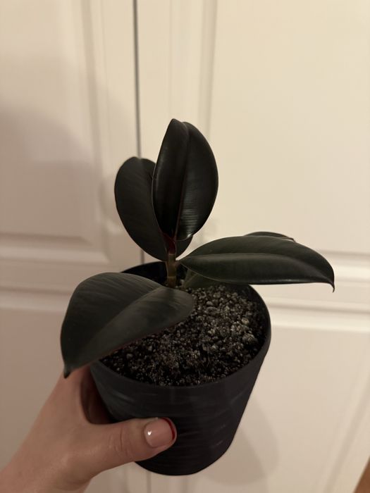 Фікус каучуковий вазон кімнатна рослина