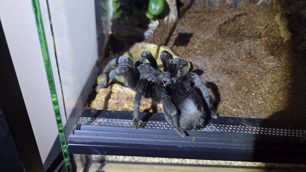 Gramostola Pulchra 8DC