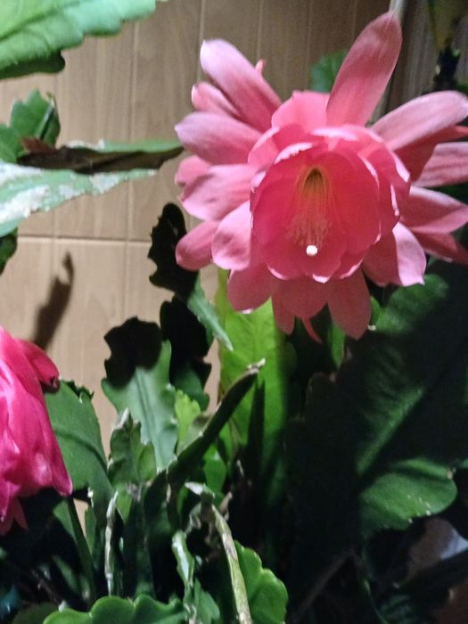 Kaktus Epiphyllum nadwyżki z mojej rośliny