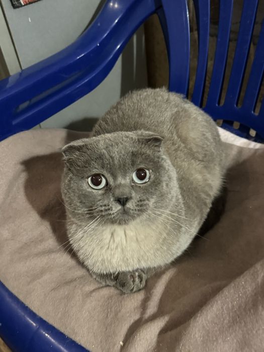 Вязка Шотландец Scottish fold blue point