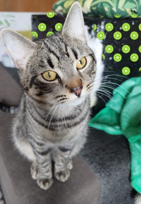 Franek 7 miesieczny cudowny pregowany kocurek