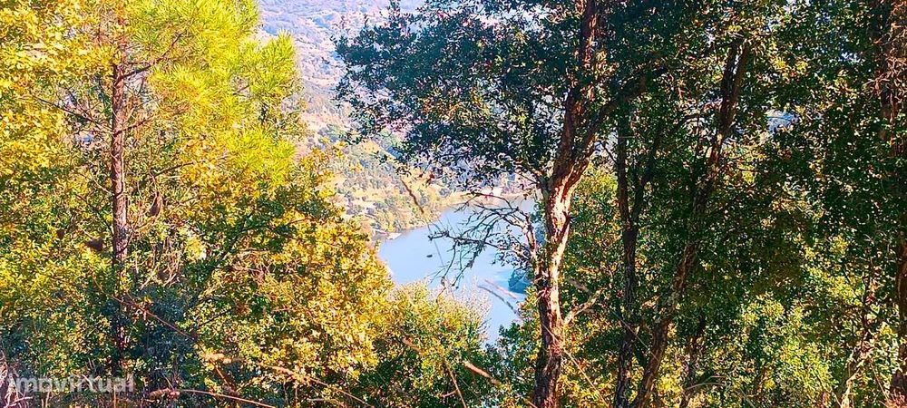 Terreno de uso múltiplo: agrícola e florestal em Santa Marinha do Zêze
