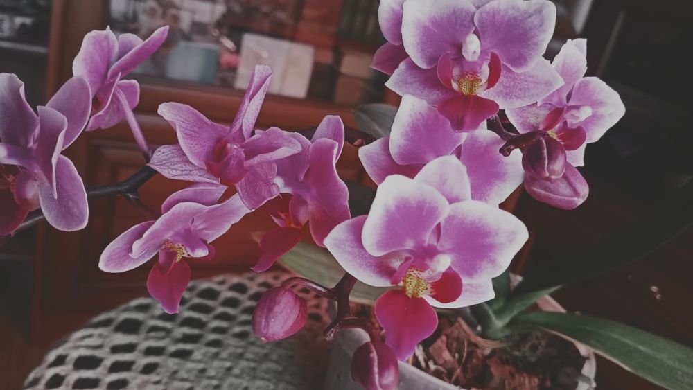 Орхідея фаленопсис