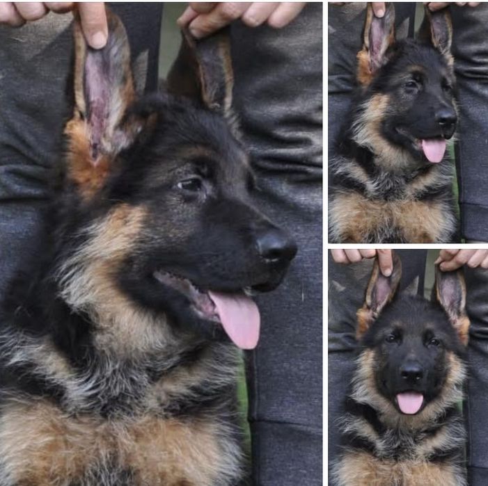 Цуценята німчики