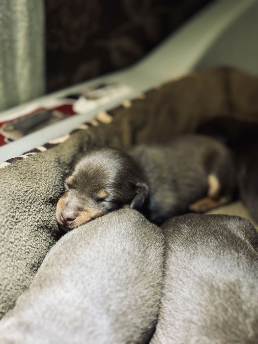 Цуцики той-терʼєр