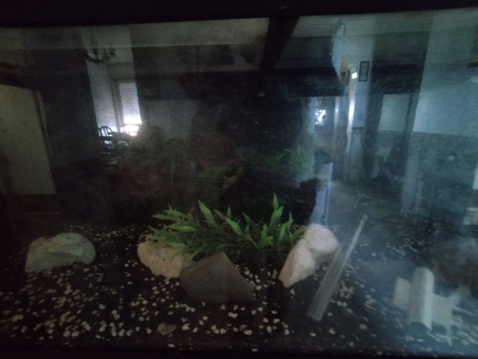 Aquario para peixes de água quente.