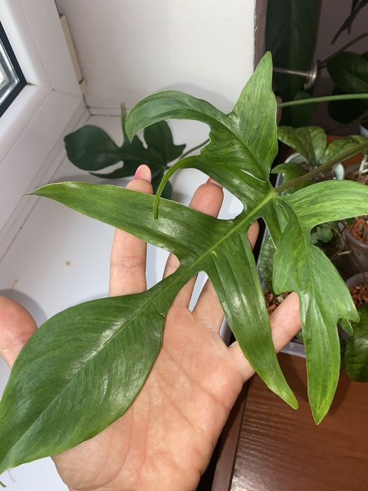 Розпродаж монстера Дубія,,Філ Сільвер ,рінг оф фаер  епіпремнуми