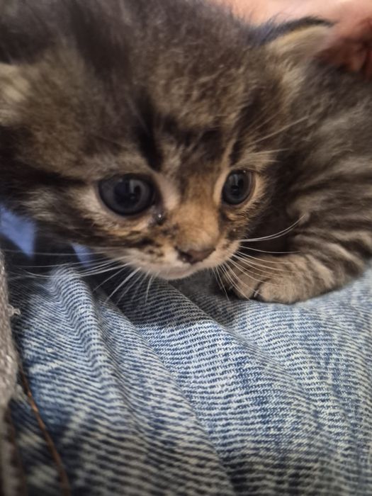 Кошеня шукає родину