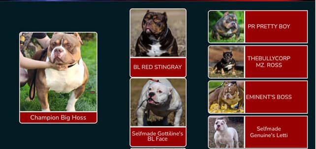 American bully standart