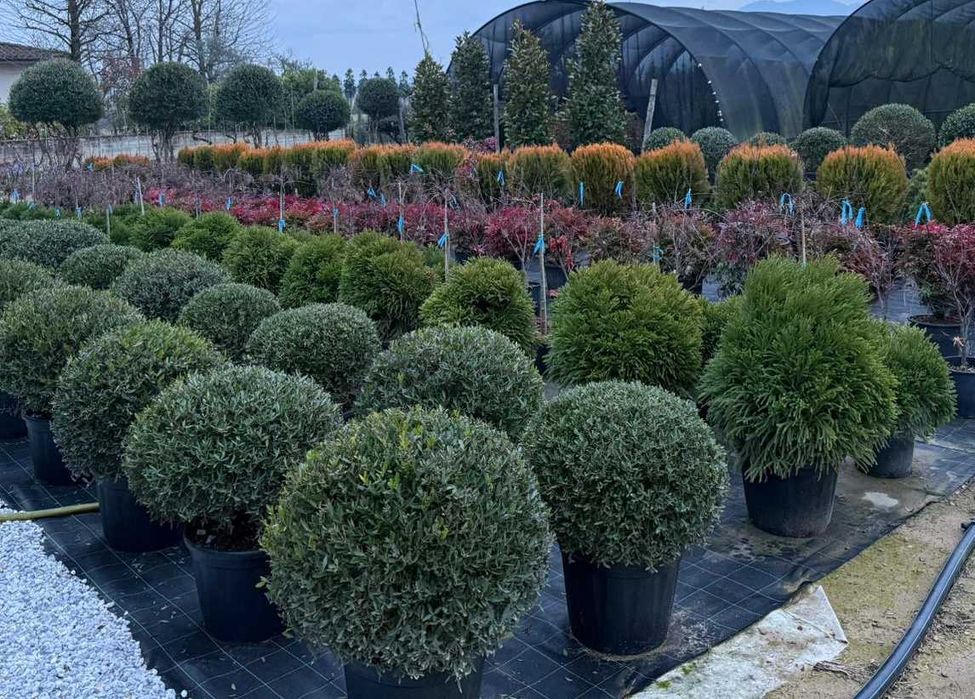 Filirea wąskolistna kula 60/70cm-Phillirea angustifolia