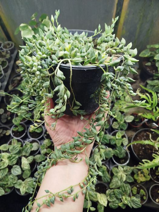 Хрестовник каплевидний Варієгатний