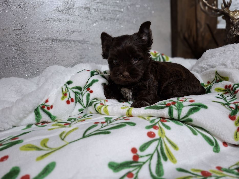 York piesek śliczny