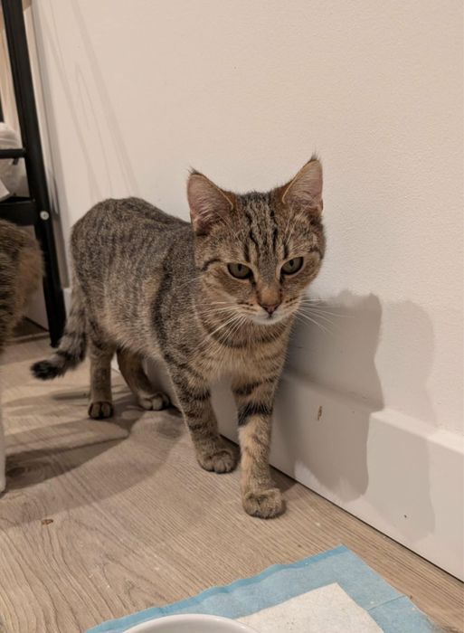 Za darmo takie pręgowane koteczki